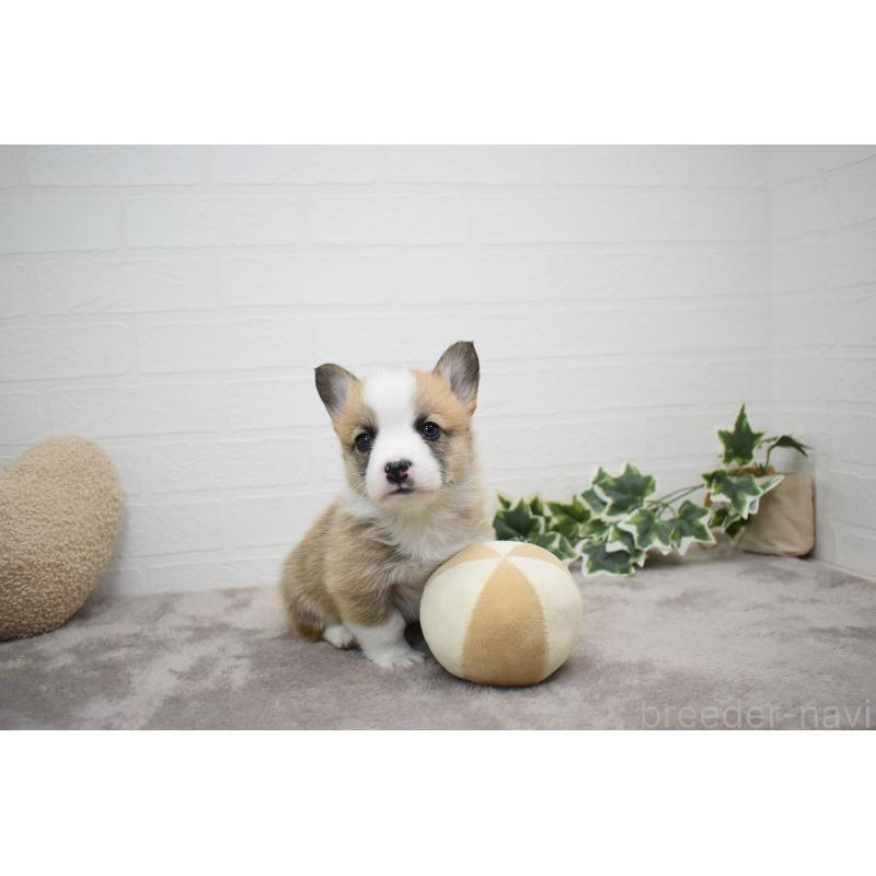 販売中の愛知県のウェルシュコーギーペンブローク-440507の17枚目