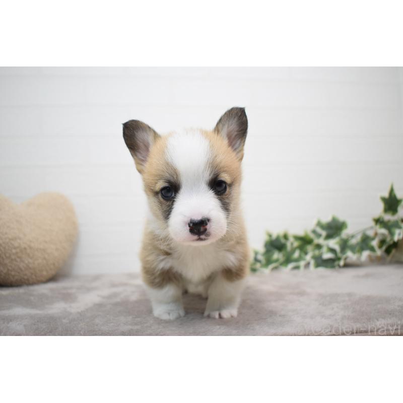 販売中の愛知県のウェルシュコーギーペンブローク-440507の16枚目