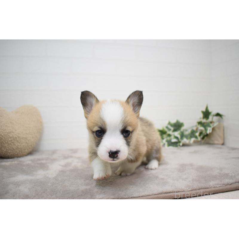 販売中の愛知県のウェルシュコーギーペンブローク-440507の14枚目