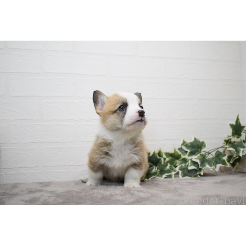 販売中の愛知県のウェルシュコーギーペンブローク-440507の13枚目