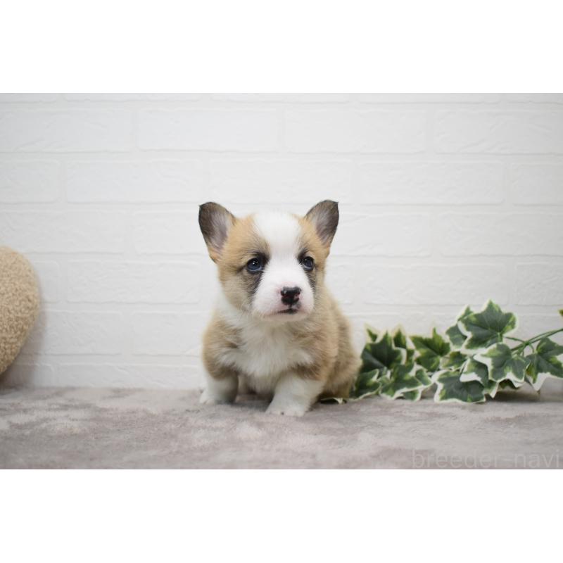 販売中の愛知県のウェルシュコーギーペンブローク-440507の11枚目