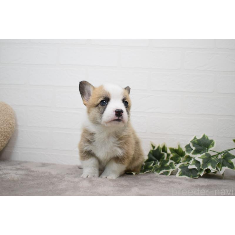 販売中の愛知県のウェルシュコーギーペンブローク-440507の10枚目