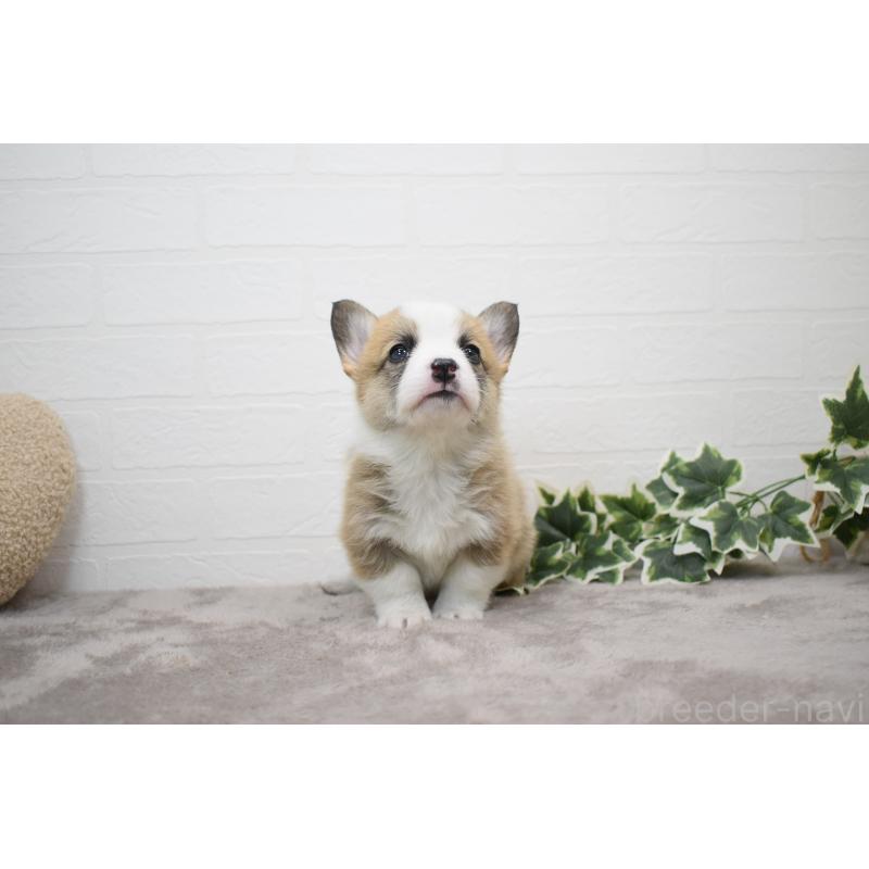 販売中の愛知県のウェルシュコーギーペンブローク-440507の9枚目