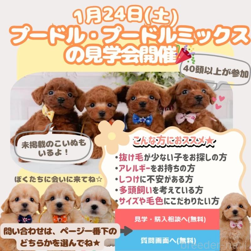 販売中の神奈川県のポメラニアン-431573の3枚目