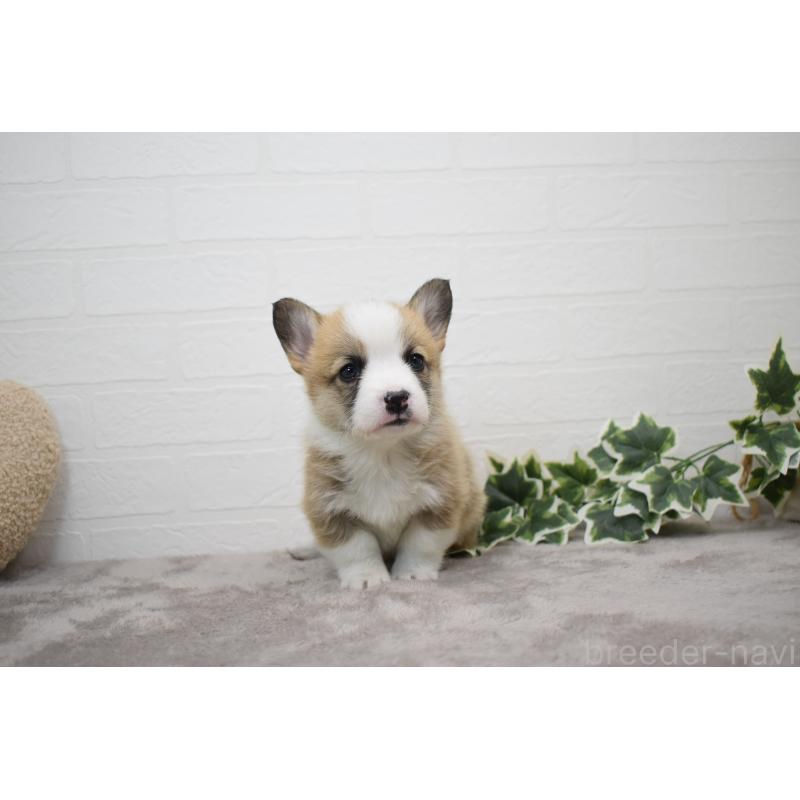 販売中の愛知県のウェルシュコーギーペンブローク-440507の8枚目