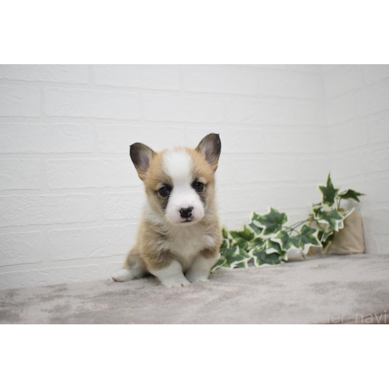 販売中の愛知県のウェルシュコーギーペンブローク-440507の7枚目