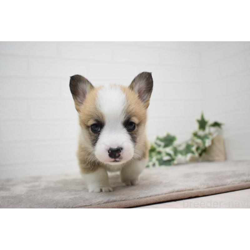 販売中の愛知県のウェルシュコーギーペンブローク-440507の6枚目