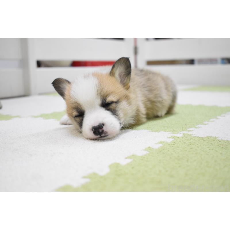 販売中の愛知県のウェルシュコーギーペンブローク-440507の3枚目