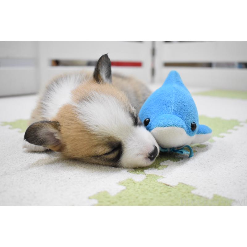 販売中の愛知県のウェルシュコーギーペンブローク-440507の2枚目