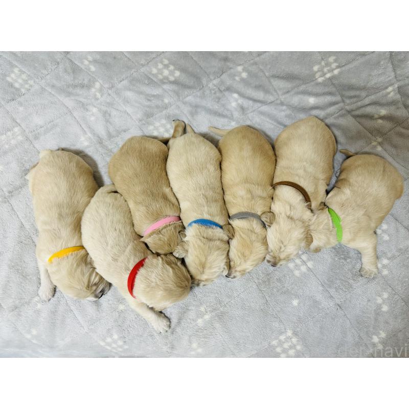 商談中の千葉県のゴールデンレトリーバー-438550の6枚目