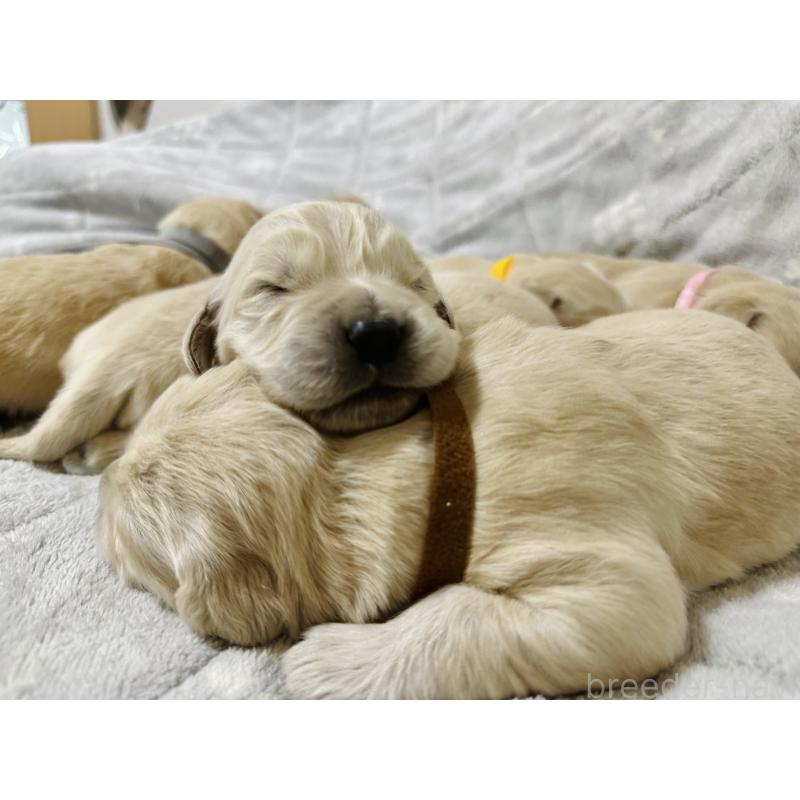 商談中の千葉県のゴールデンレトリーバー-438550の5枚目