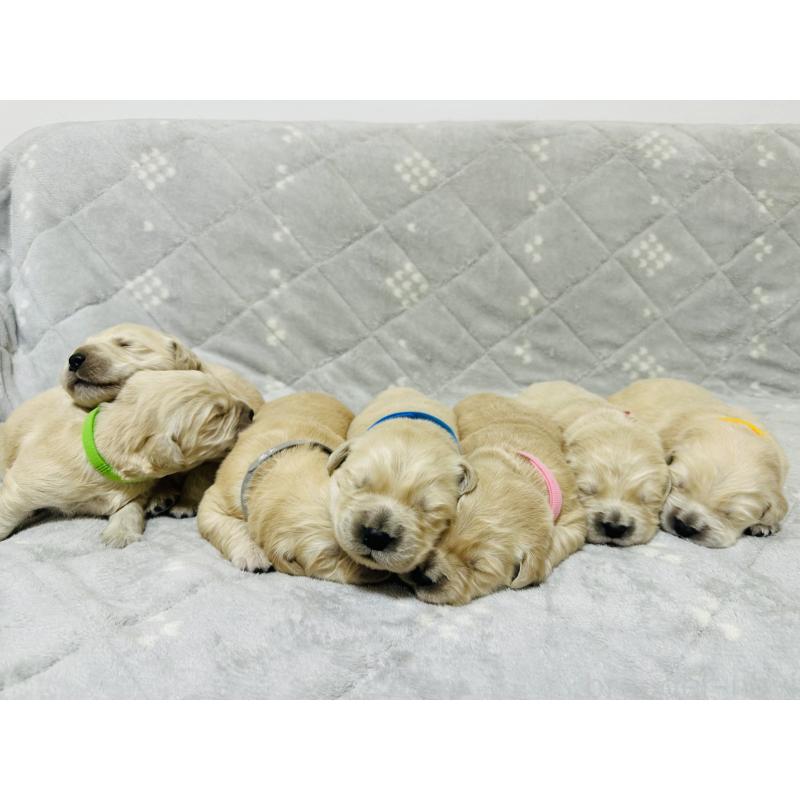 商談中の千葉県のゴールデンレトリーバー-438550の4枚目