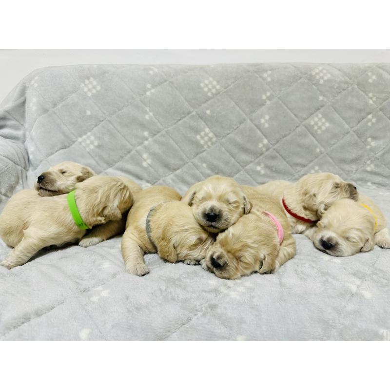 商談中の千葉県のゴールデンレトリーバー-438550の3枚目