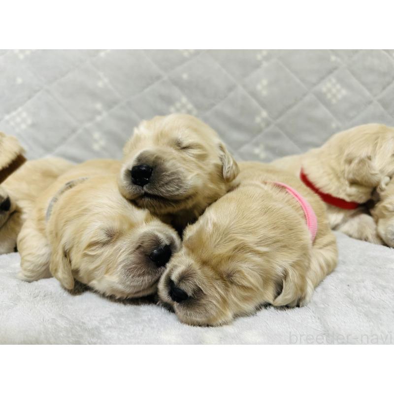 商談中の千葉県のゴールデンレトリーバー-438550の2枚目