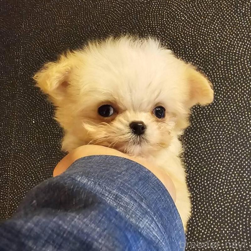 販売中の埼玉県のチワマル:チワワ×マルチーズ-440488の10枚目