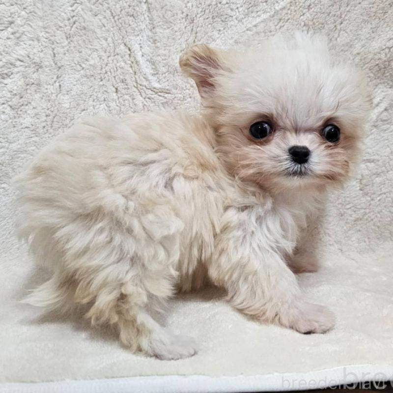 販売中の埼玉県のチワマル:チワワ×マルチーズ-440488の9枚目