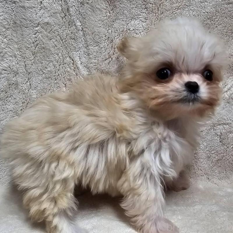 販売中の埼玉県のチワマル:チワワ×マルチーズ-440488の8枚目