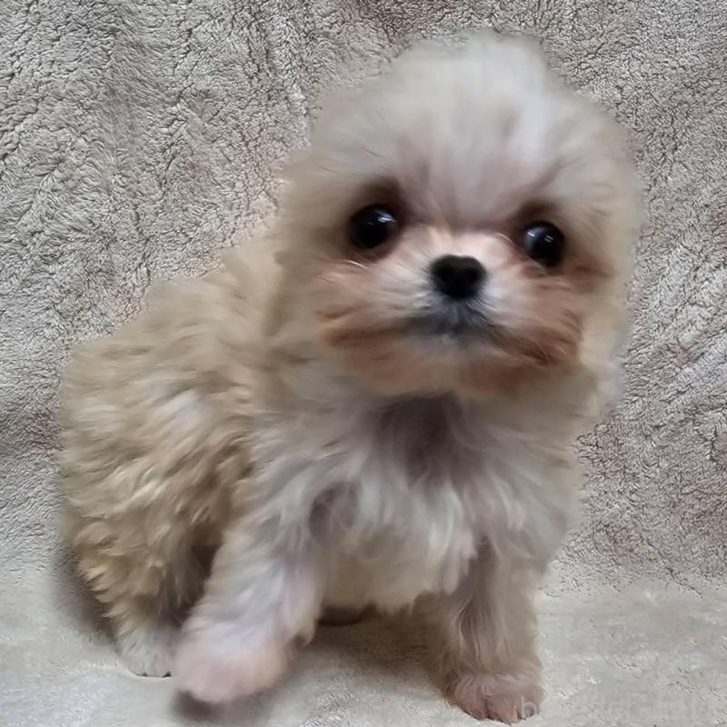 販売中の埼玉県のチワマル:チワワ×マルチーズ-440488の7枚目