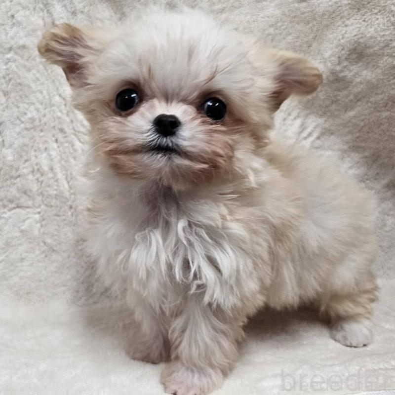 販売中の埼玉県のチワマル:チワワ×マルチーズ-440488の6枚目