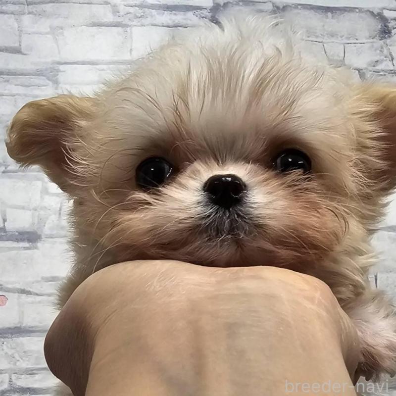 販売中の埼玉県のチワマル:チワワ×マルチーズ-440488の5枚目