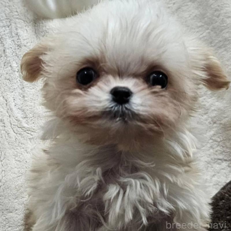 販売中の埼玉県のチワマル:チワワ×マルチーズ-440488の1枚目