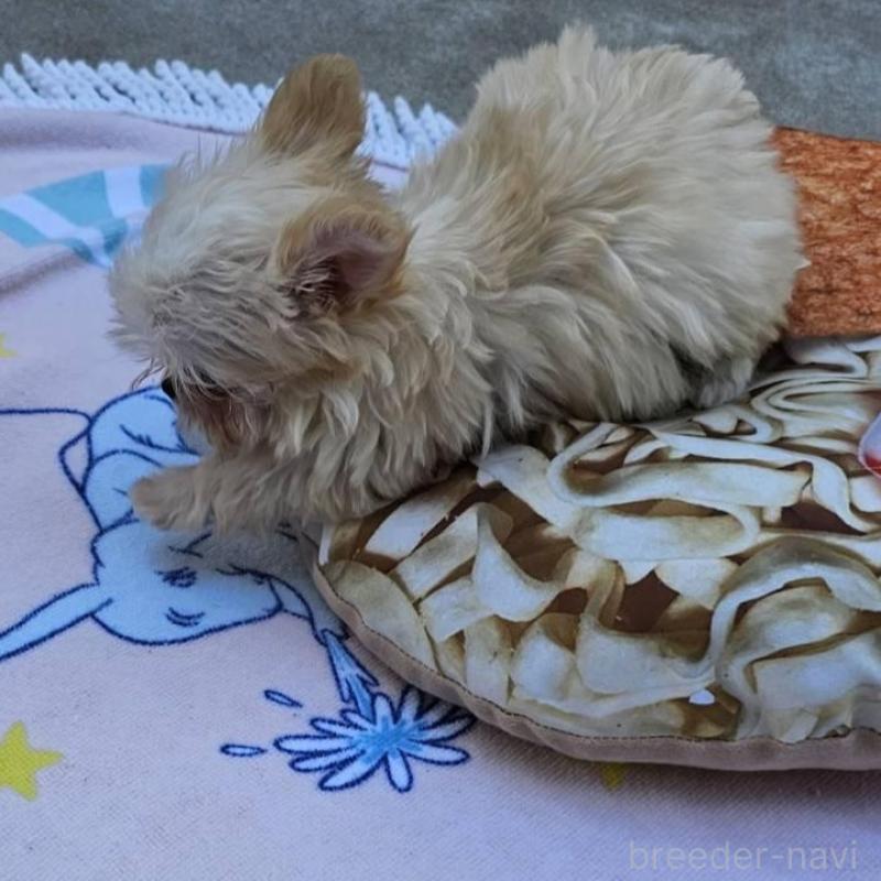 販売中の埼玉県のチワマル:チワワ×マルチーズ-440488の4枚目