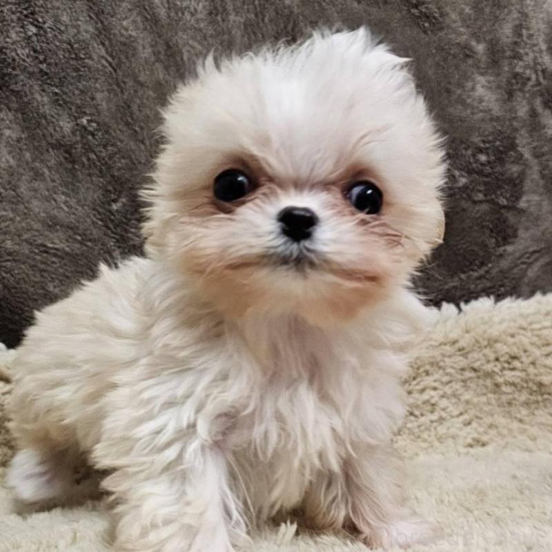 販売中の埼玉県のチワマル:チワワ×マルチーズ-440488の3枚目