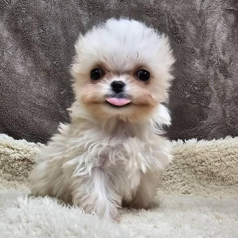 販売中の埼玉県のチワマル:チワワ×マルチーズ-440488の2枚目