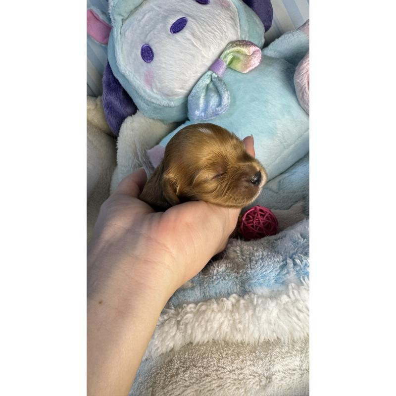 販売中の神奈川県のキャバプー:キャバリア×トイプードル-440489の1枚目