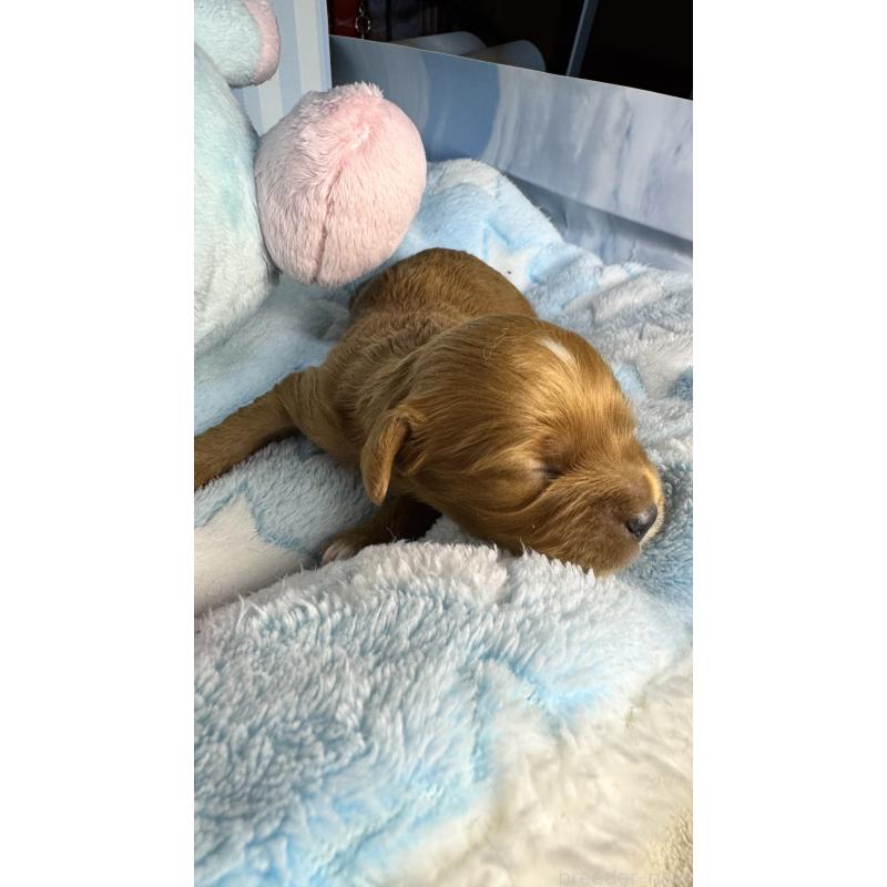 販売中の神奈川県のキャバプー:キャバリア×トイプードル-440489の5枚目