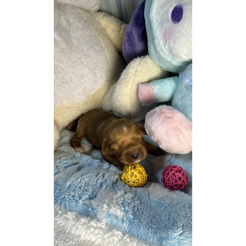 販売中の神奈川県のキャバプー:キャバリア×トイプードル-440489の3枚目