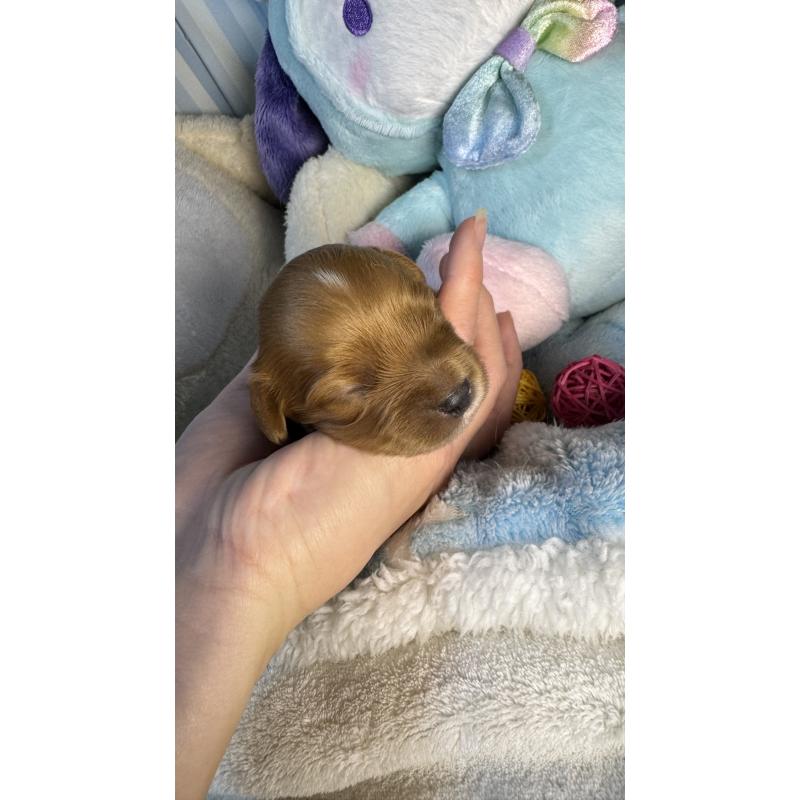 販売中の神奈川県のキャバプー:キャバリア×トイプードル-440489の2枚目