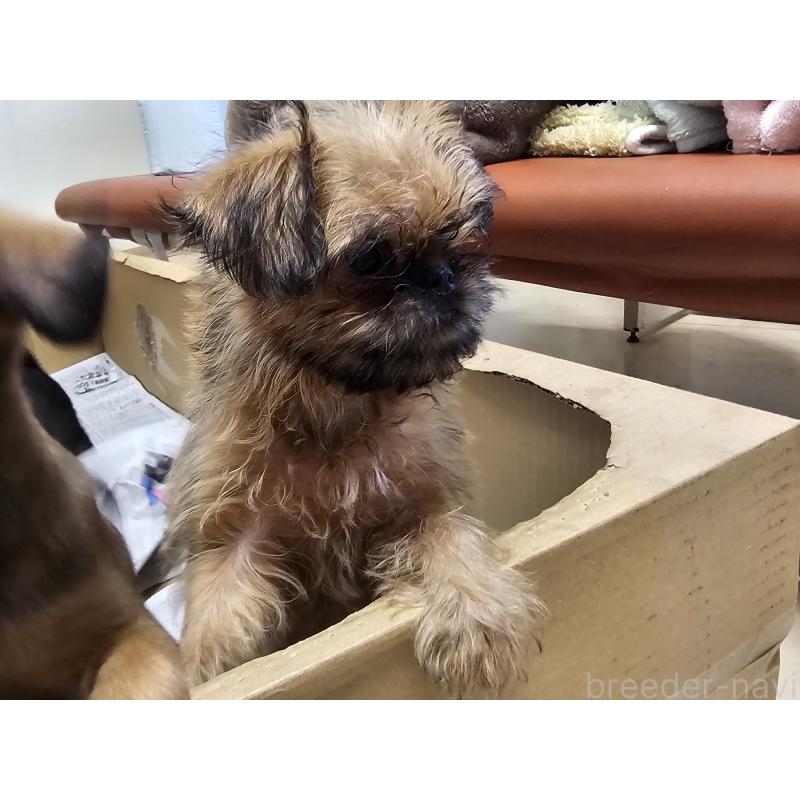 販売中の愛知県のブリュッセルグリフォン-431259の8枚目