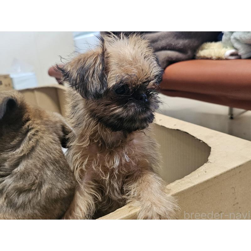 販売中の愛知県のブリュッセルグリフォン-431259の5枚目