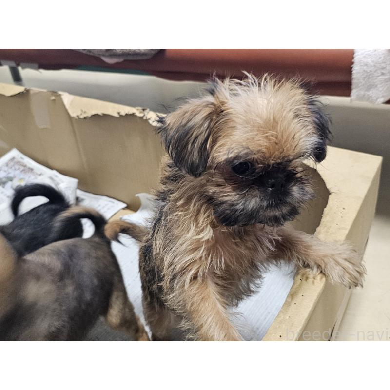 販売中の愛知県のブリュッセルグリフォン-431259の4枚目