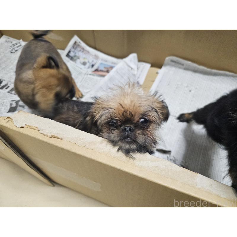 販売中の愛知県のブリュッセルグリフォン-431259の2枚目