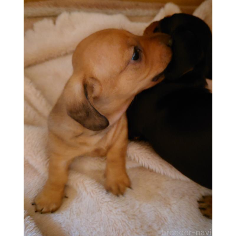 販売中の長野県のミニチュアダックスフンド(スムースヘアード)-440490の3枚目