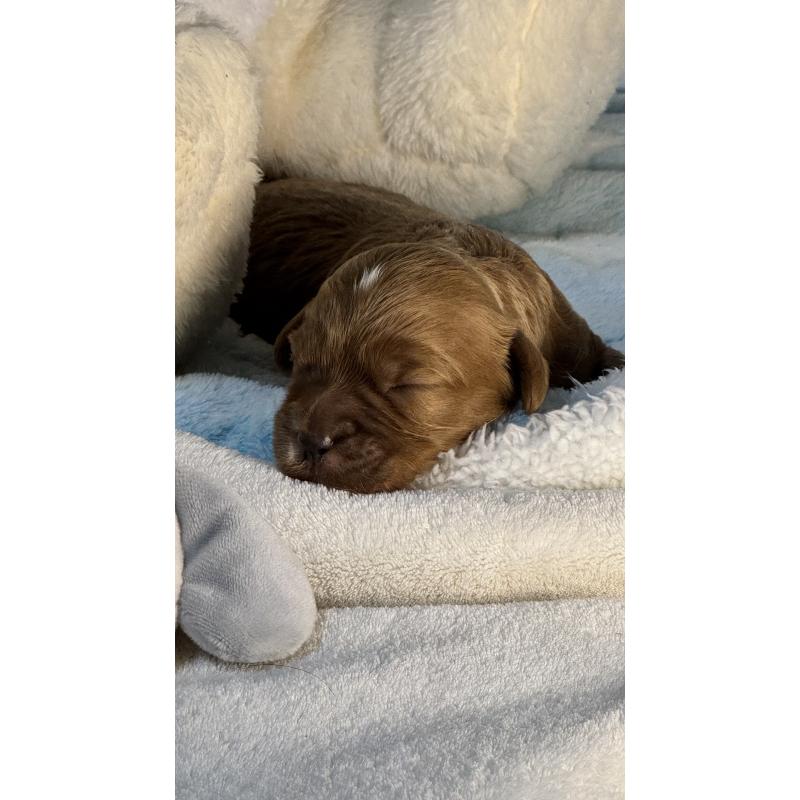 販売中の神奈川県のキャバプー:キャバリア×トイプードル-440492の3枚目