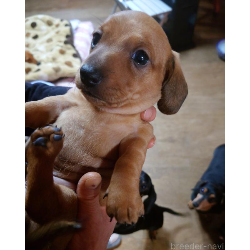 販売中の長野県のミニチュアダックスフンド(スムースヘアード)-440498の5枚目