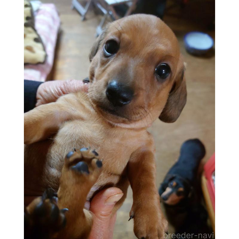 販売中の長野県のミニチュアダックスフンド(スムースヘアード)-440498の4枚目