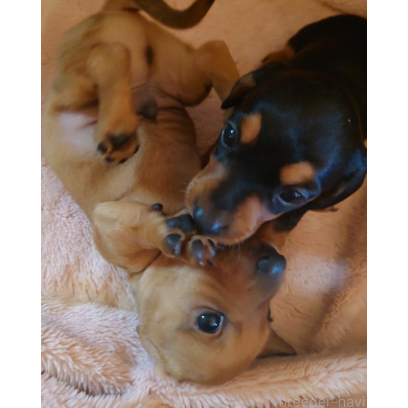 販売中の長野県のミニチュアダックスフンド(スムースヘアード)-440498の2枚目