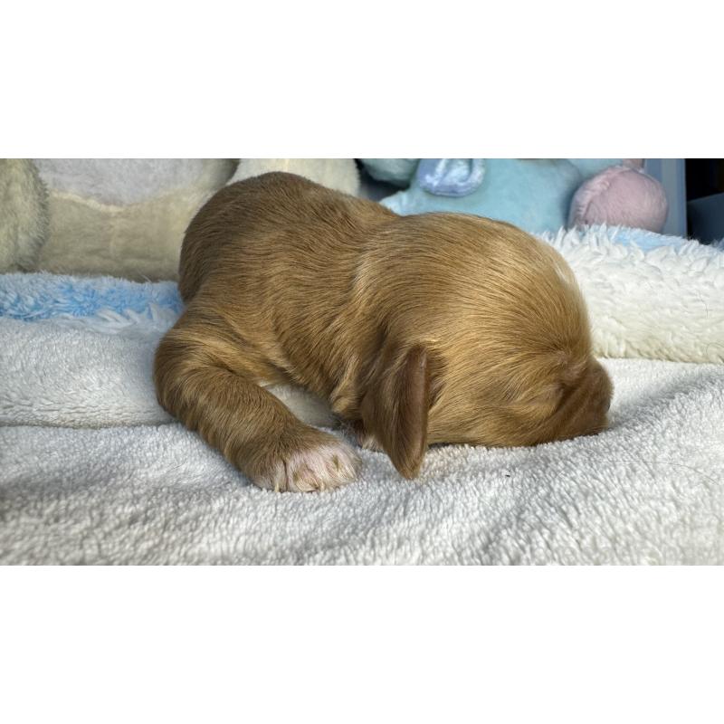 販売中の神奈川県のキャバプー:キャバリア×トイプードル-440493の5枚目