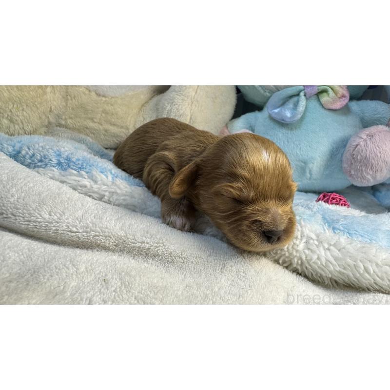 販売中の神奈川県のキャバプー:キャバリア×トイプードル-440493の3枚目