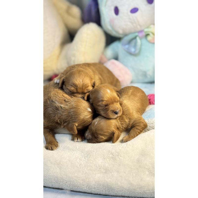 販売中の神奈川県のキャバプー:キャバリア×トイプードル-440493の2枚目