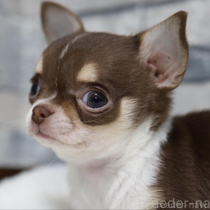 販売中の愛知県のチワワ(スムースコート)-440494の1枚目