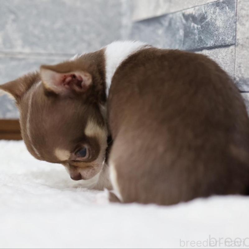 販売中の愛知県のチワワ(スムースコート)-440494の4枚目