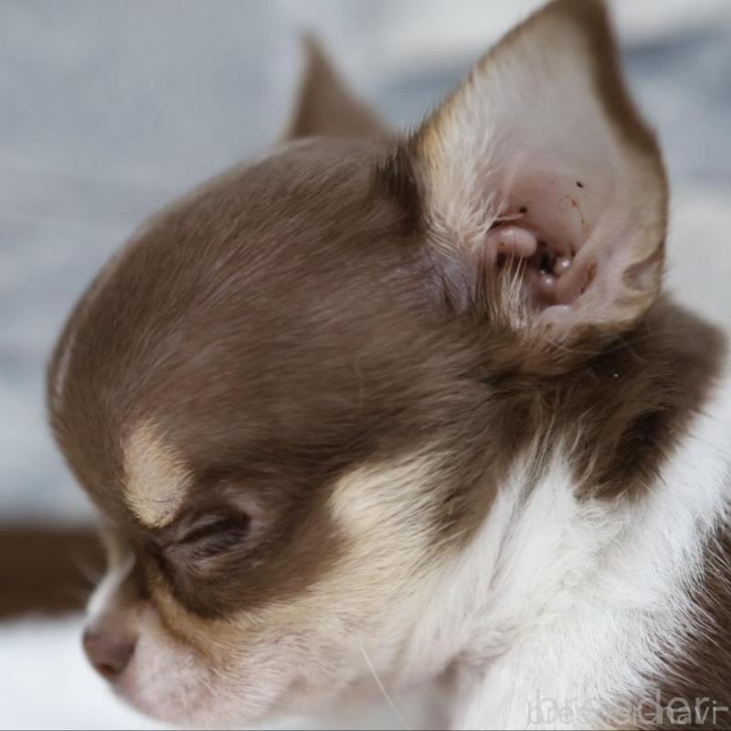 販売中の愛知県のチワワ(スムースコート)-440494の3枚目