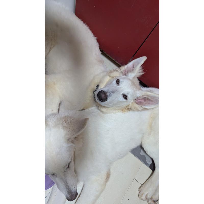 販売中の滋賀県のホワイトシェパード-411656の2枚目