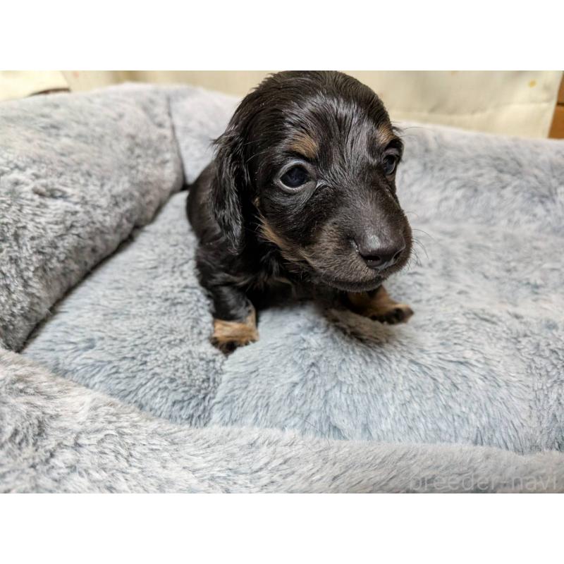 販売中の茨城県のミニチュアダックスフンド(ロングヘアード)-440495の5枚目
