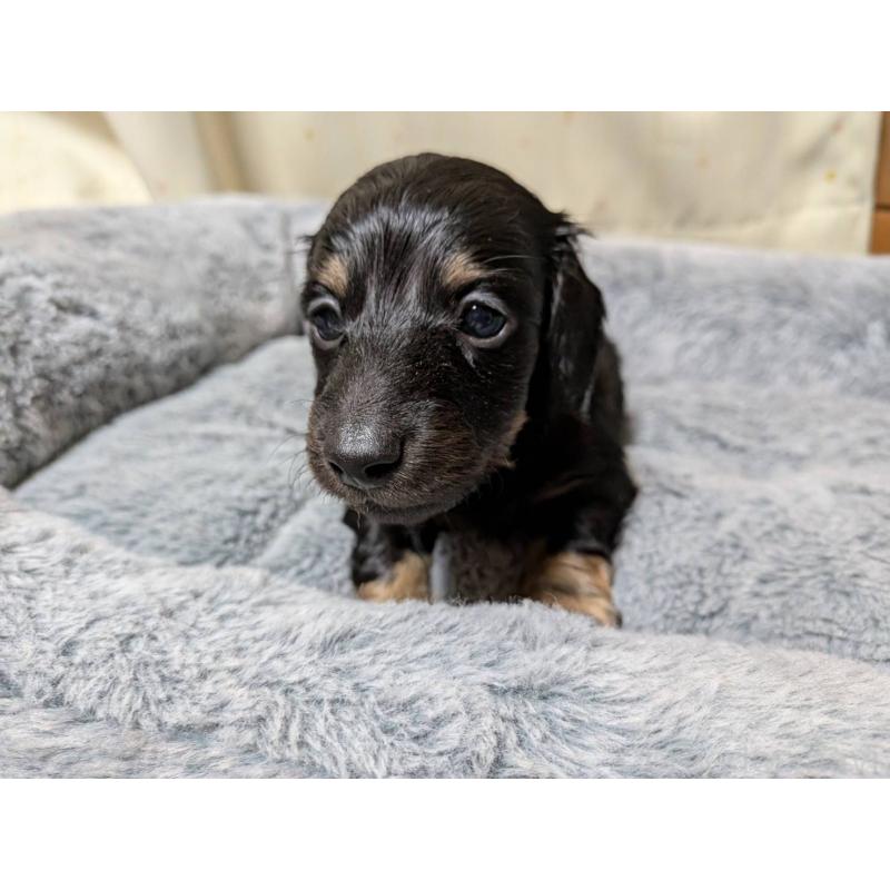 販売中の茨城県のミニチュアダックスフンド(ロングヘアード)-440495の4枚目